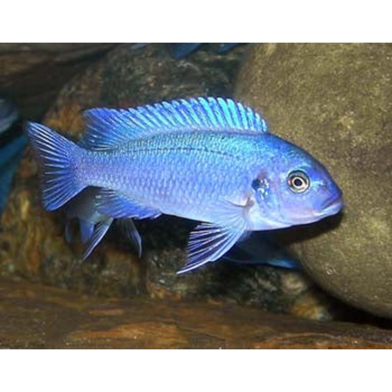 (TROP-025)Zebra Blue Cichlid mbuna (Metriaclima Callainos) #25