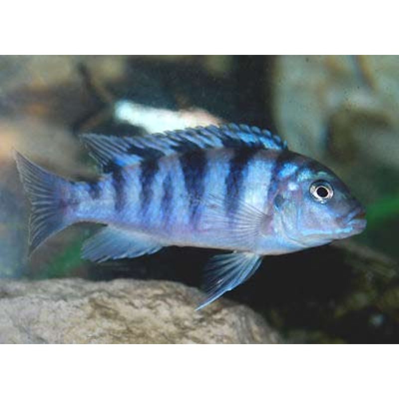 (TROP-026)Kenyi Cichlid  (Maylandia Lombardoi) #26
