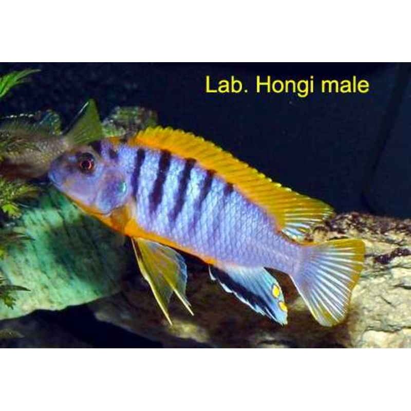 (TROP-028)Hongi Cichlid  (Labidochromis Sp. Hongi) #28