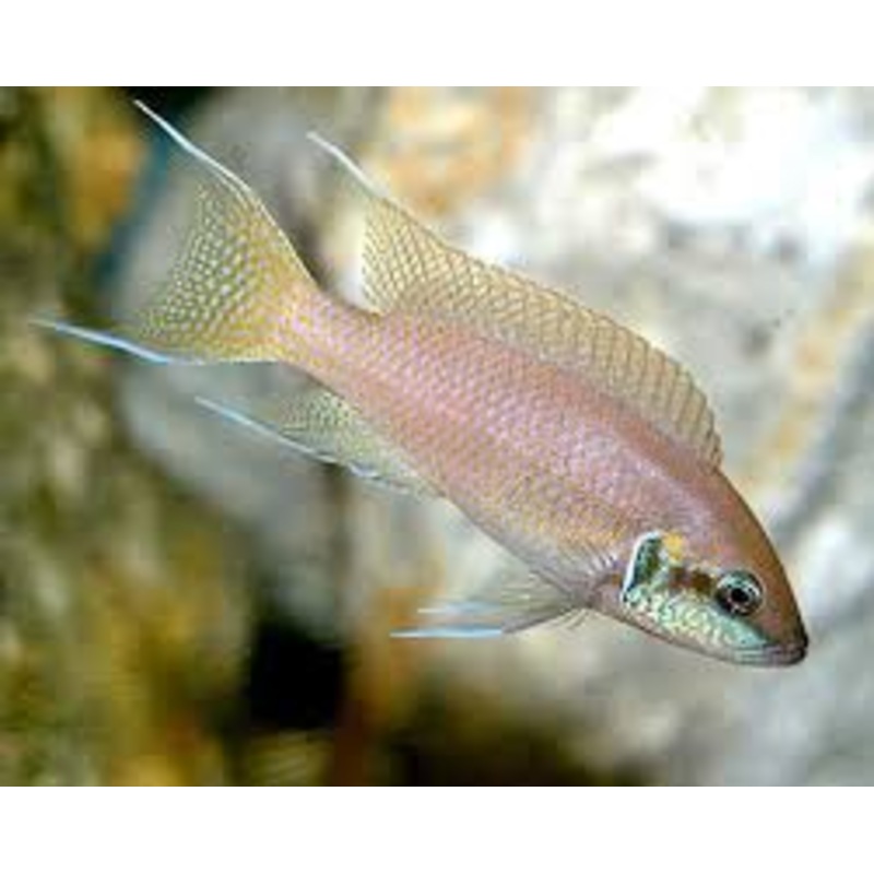 (TROP-032)Fairy Cichlid  (Neolamprologus Brichardi) #33