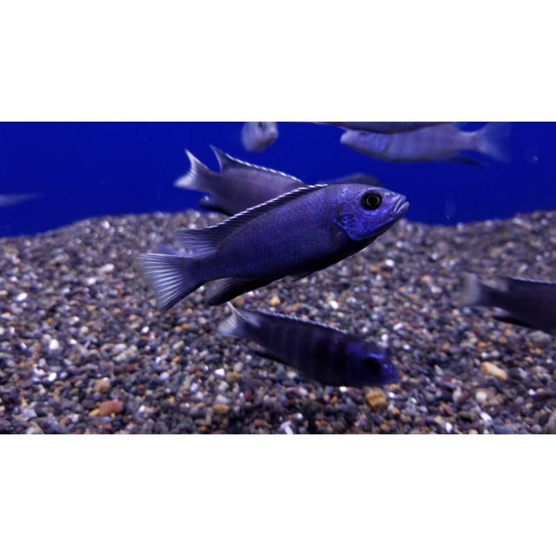 (TROP-046) White Tail Acei Cichlid  (Pseudotropheus Sp. Acei) #46