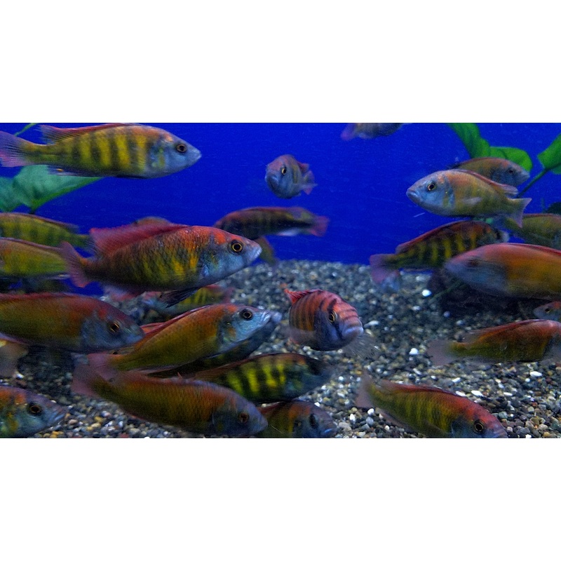 (TROP-054) Christmas Fulu Cichlid  (Xystichromis Phytophagus) #54