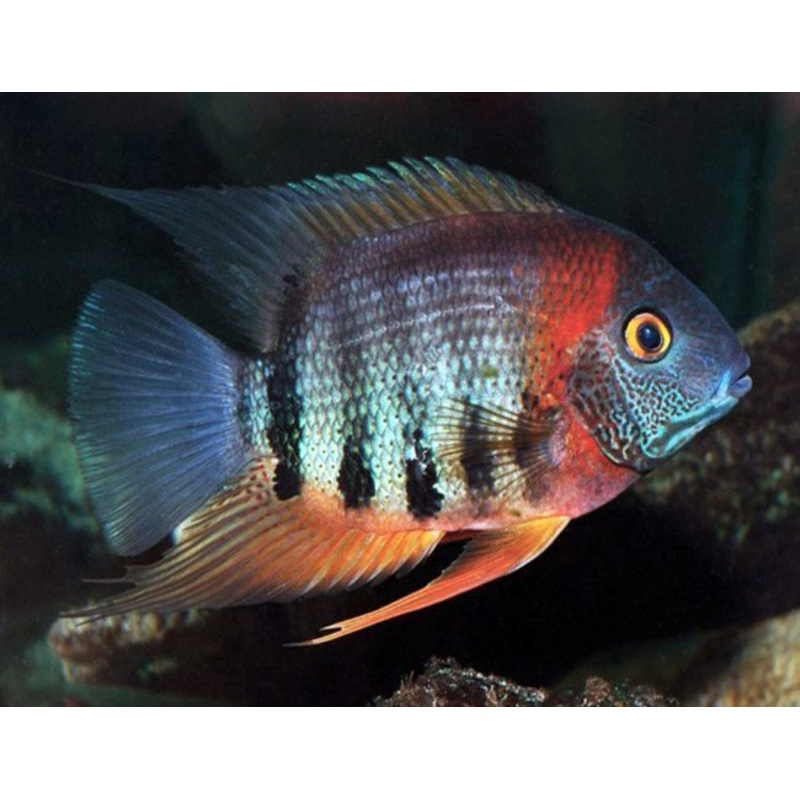 (TROP-057) Red Shoulder Severum 4.00 inch