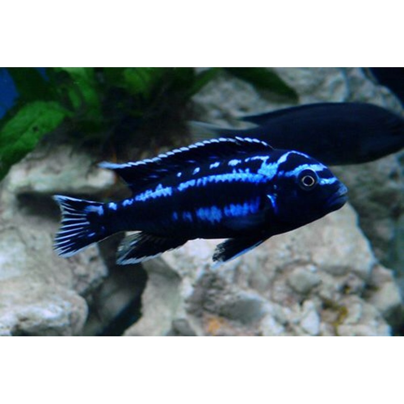 (TROP-067) Electric Blue Johannii Cichlid  (Melanochromis Johannii) #67