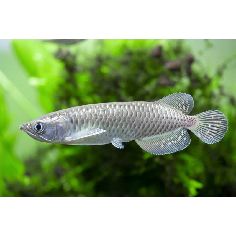 Tropical Freshwater Monster Fish Jardini Arowana (Scleropages jardinii) 6"