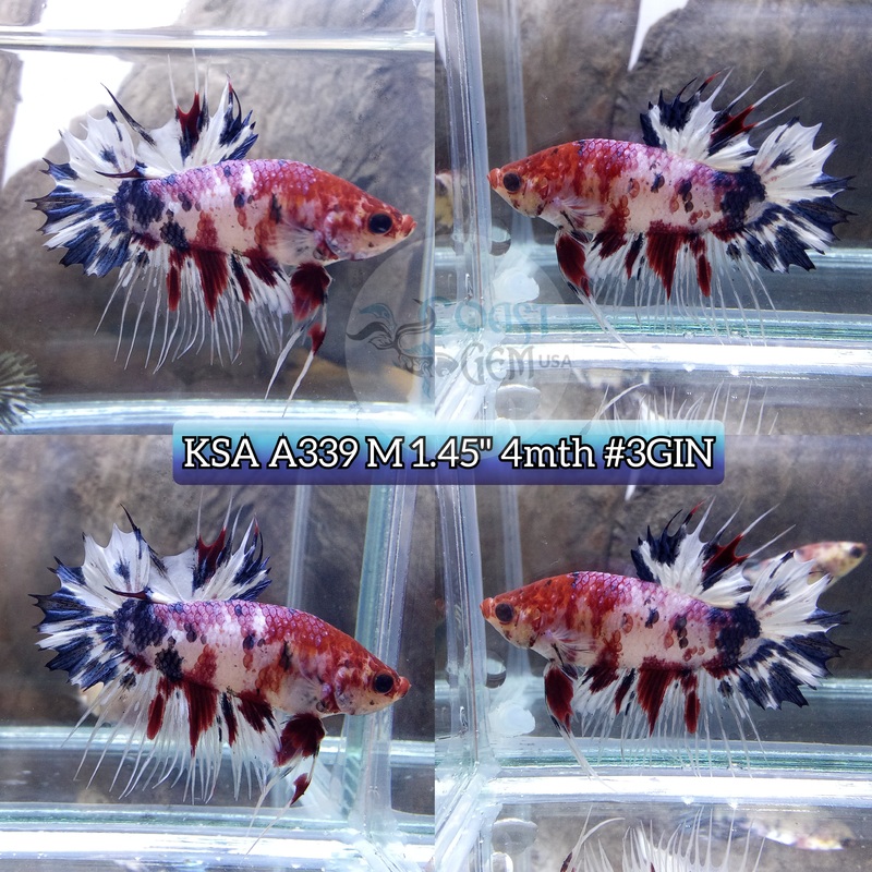 X Live Male Betta Fancy Koi Crowntail Plakat High quality (KSA-A339) What you see what you get!