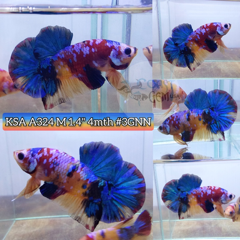 X Live Male Betta Nemo Galaxy Koi Plakat (KSA-A324) High Quality grade What you see What you get!