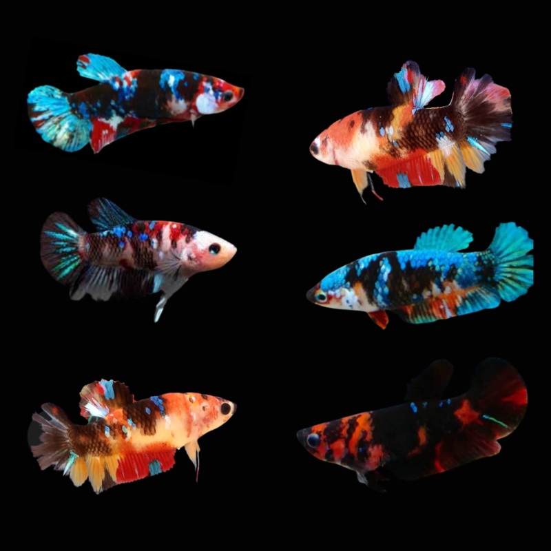 Betta Fish Black Koi Galaxy Plakat | BUY 4 GET 1 FREE! (CBG-025)