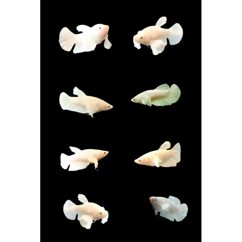 Betta Fish Pegasus White Platinum Dumbo Ear Halfmoon | BUY 4 GET 1 FREE! (CBG-029)