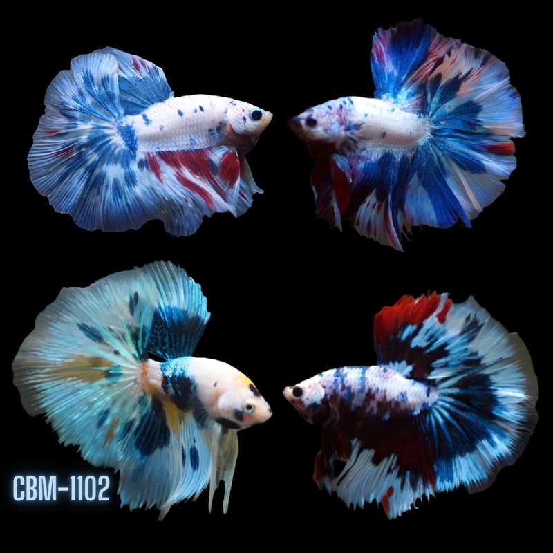 Bi-Color Marble Over Halfmoon Rosetail Male Betta (CBM-1102) Our Choice BUY 4 GET 1 FREE MIX & MATCH