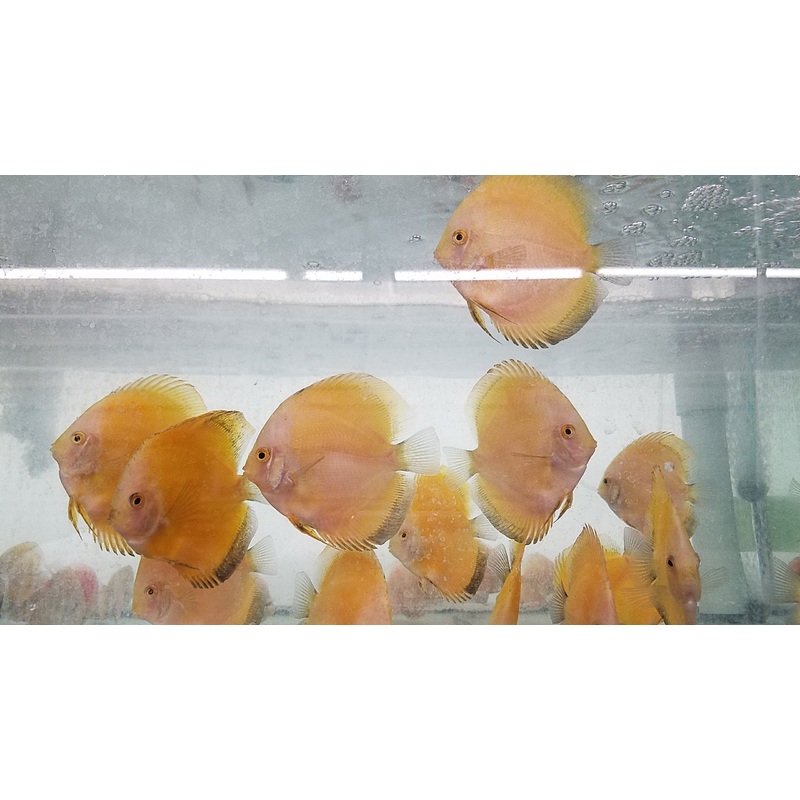 (DISCUS-35)Yellow Melon Discus 4.00-4.50 inch