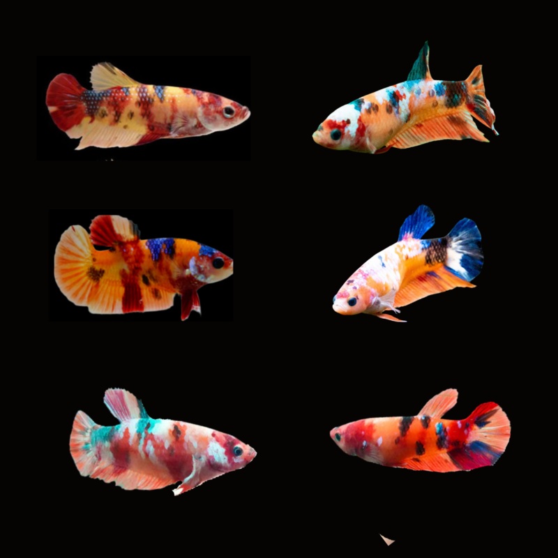 Female Live Betta Fish NEMO Koi Galaxy Plakat | BUY 4 GET 1 FREE! (CBG-023) R7B05