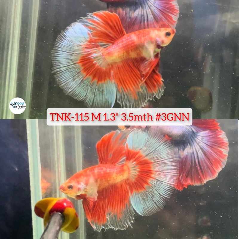 H Live Male Betta Red Fancy Koi Halfmoon (TNK-115) High quality what you see what you get!