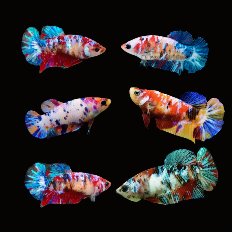 Live Aquarium Betta Fish Candy Koi Plakat | BUY 4 GET 1 FREE! (CBG-026) R7B02