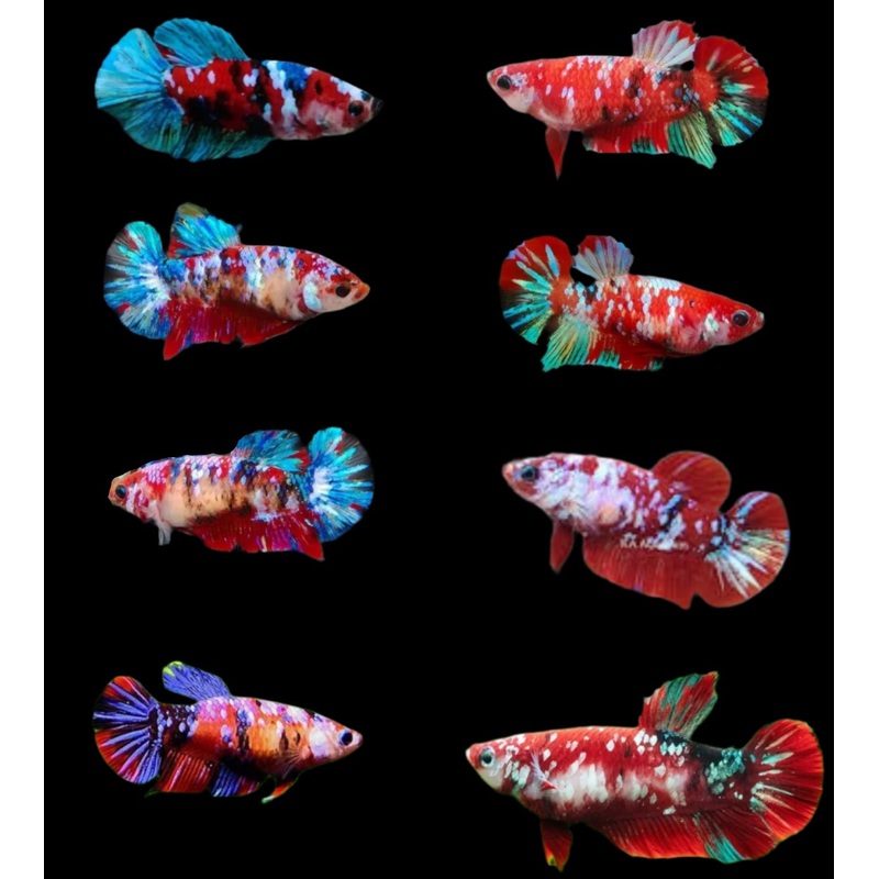 Live Betta Fish Red Galaxy Koi Plakat | BUY 4 GET 1 FREE!(CBG-024) R7B01