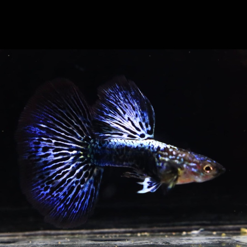 Live Fancy Guppy Fish Dumbo Blue Dragon Big Dorsal Halfmoon (CGP-133)