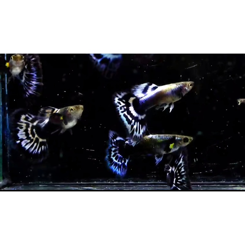 Live Fancy Guppy Fish Ivory Purple Mosaic (CGP-131)
