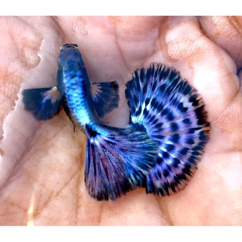 Live Fancy Guppy Fish Premium Quality Big Ear Lavender Mosaic XL (CGP-021)