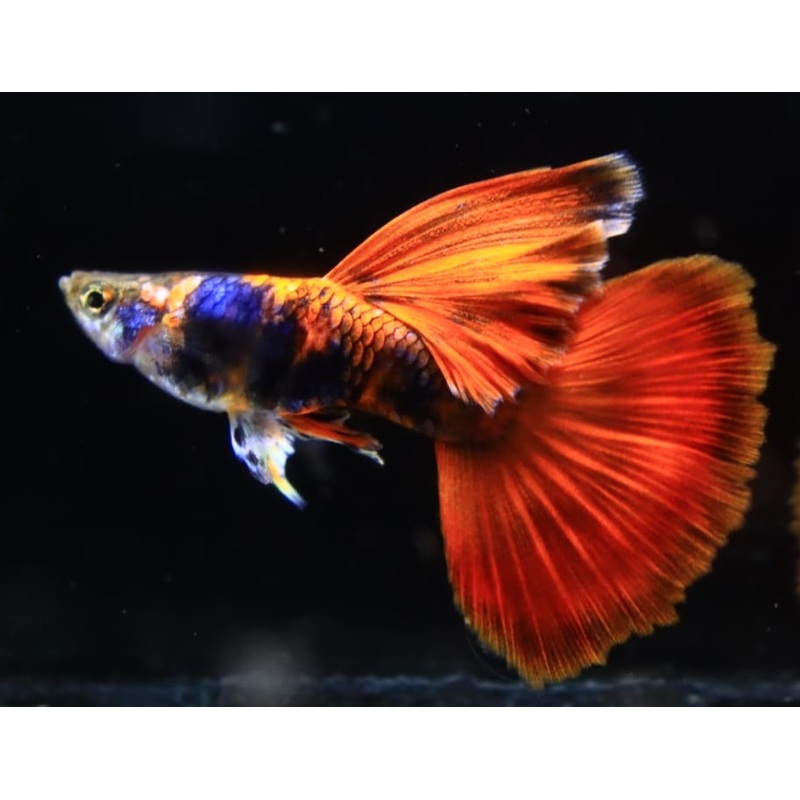 Live Fancy Guppy Fish Premium Quality Black Red Tiger Guppy (CGP-127)