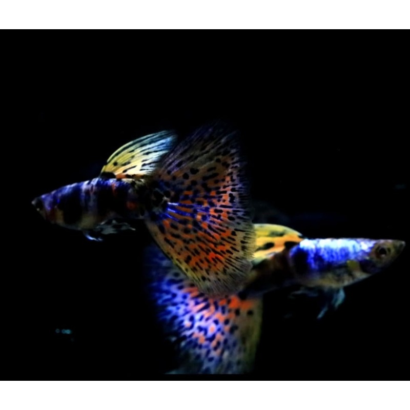 Live Fancy Guppy Fish Premium Quality Rare Lazuri Rainbow Tiger Red Mosaic (CGP-112)