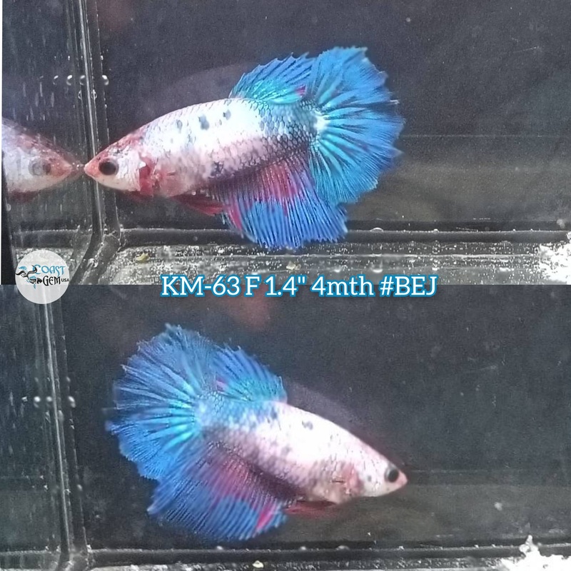 Live Female Betta Fancy blue marble  Halfmoon Rosetail (KM-63) High quality what you see what you get!!