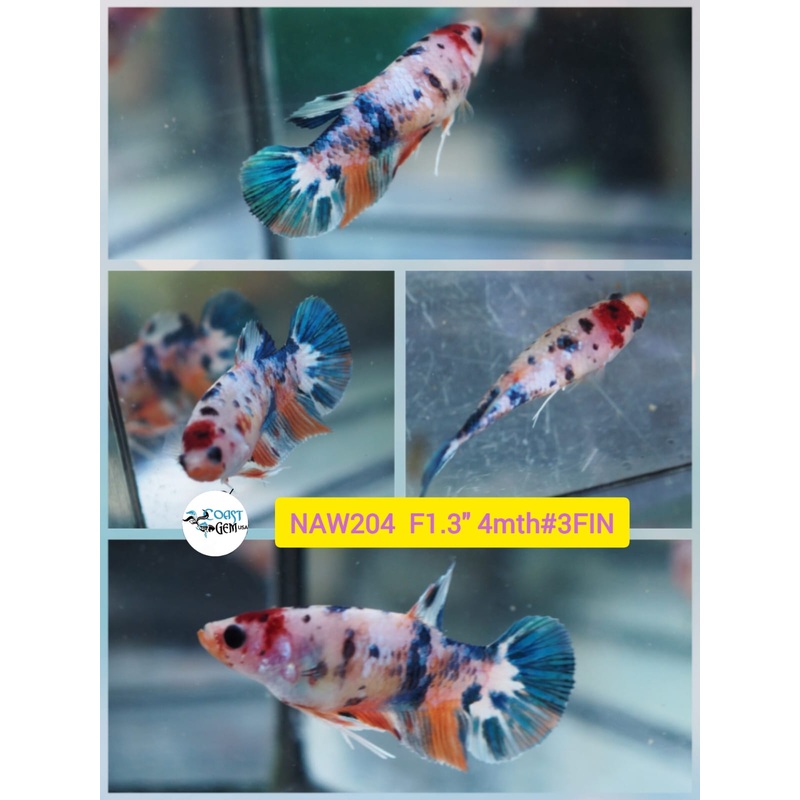 Live Female Betta Fancy Koi Plakat  (NAW-204) What you see what you get!