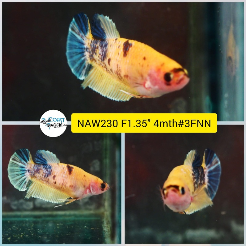 Live Female Betta Fancy Yellow Koi Plakat (NAW-230) What you see what you get!