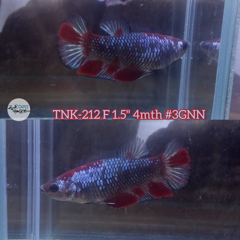 Live Female Betta Galaxy Black Koi Plakat (TNK-212) High quality what you see what you get!!