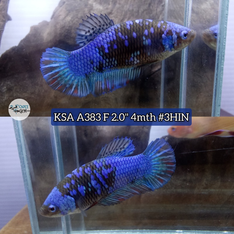 Live Female Betta Giants Blue Black AvatarPlakat (KSA-A383) High quality what you see what you get!!