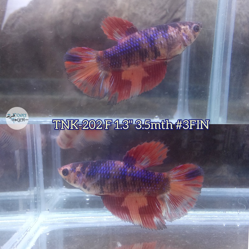 Live Female Betta Nemo Emerald Halfmoon (TNK-202)S209 High quality what you see what you get!!