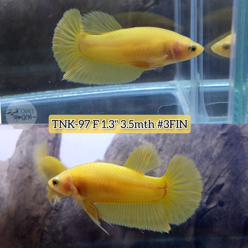 Live Female Betta Yellow Solid color Plakat (TNK-97) High quality what you see what you get!!