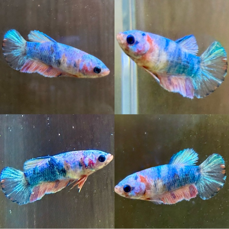 LIVE FISH FANCY COTTON CANDY FEMALE BETTA  ( LLL-0018) WHAT YOU SEE IS WHST YOU GET! READY TO SHIP!