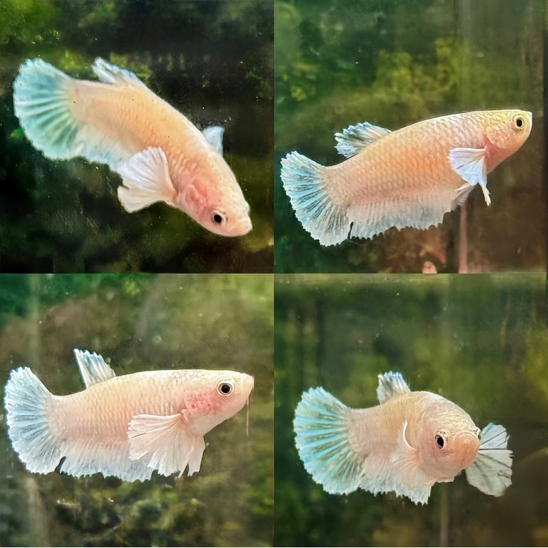 LIVE FISH FANCY FEMALE WHITE DUMBO BETTA S188 (LLL-594) WHAT YOU SEE IS WHAT YOU GET