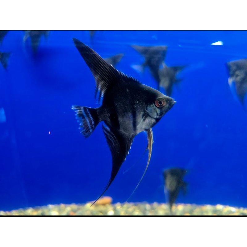 Live Freshwater Aquarium Black Angelfish Medium