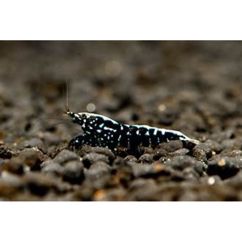 Live Freshwater Aquarium Shrimp Black Galaxy Pinto (Caridina)