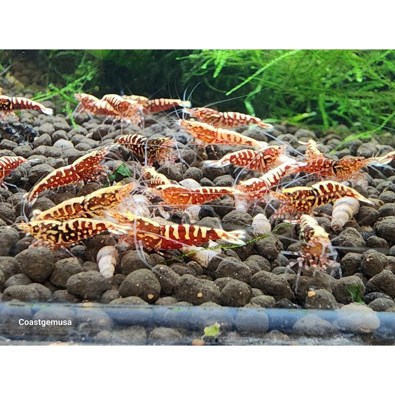 Live Freshwater Aquarium Shrimp Red Galaxy Pinto (Caridina)