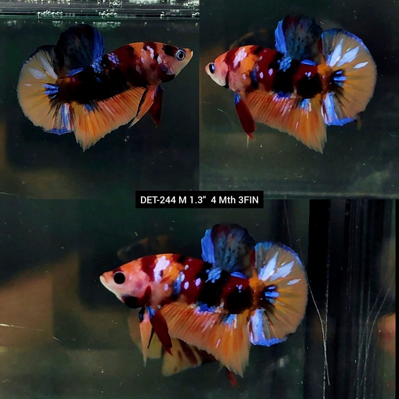 Live Male Betta Black Orange Galaxy Koi Plakat (DET-244)  S185 High quality what you see what you get!!