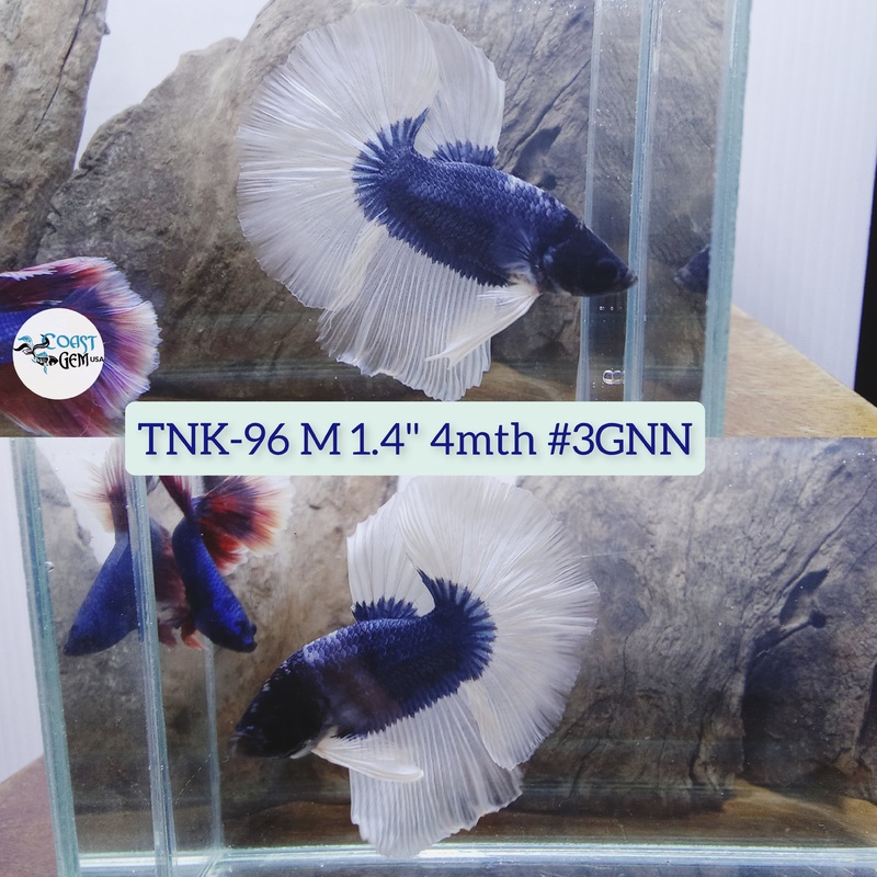 Live Male Betta Blue butterfly Halfmoon (TNK-96) High quality what you see what you get!!