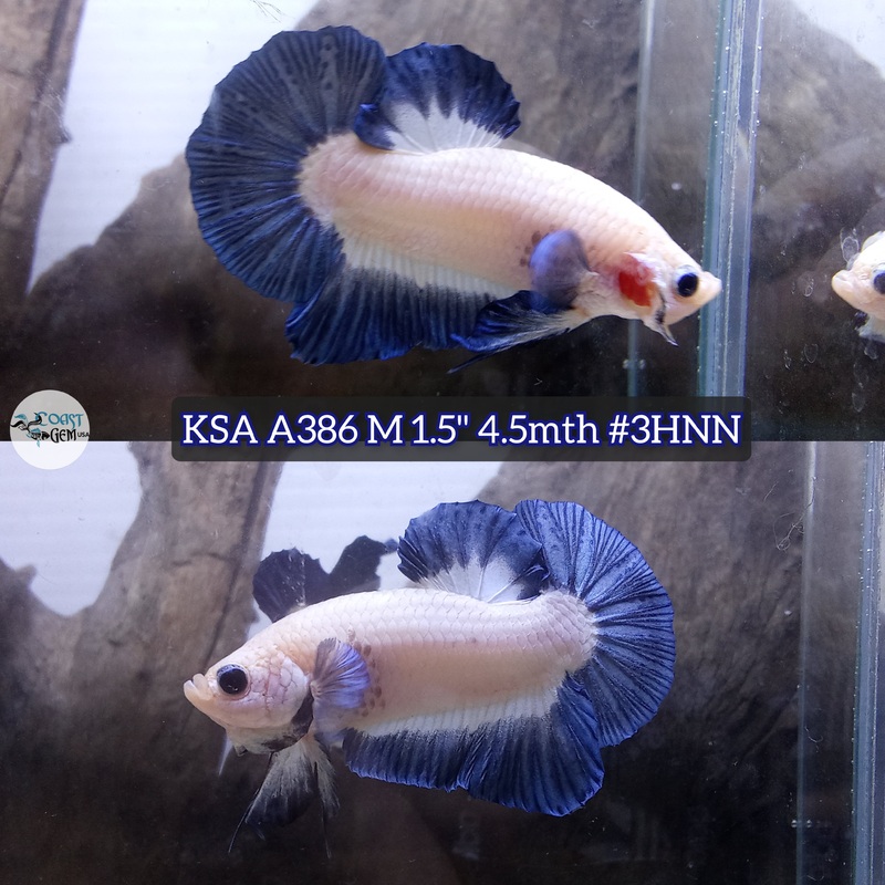 Live Male Betta Blue rim marble Plakat (KSA-A386) High quality what you see what you get!!