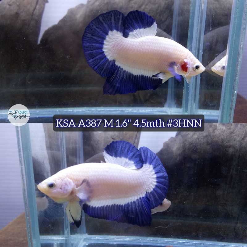 Live Male Betta Blue rim marble Plakat (KSA-A387) High quality what you see what you get!!