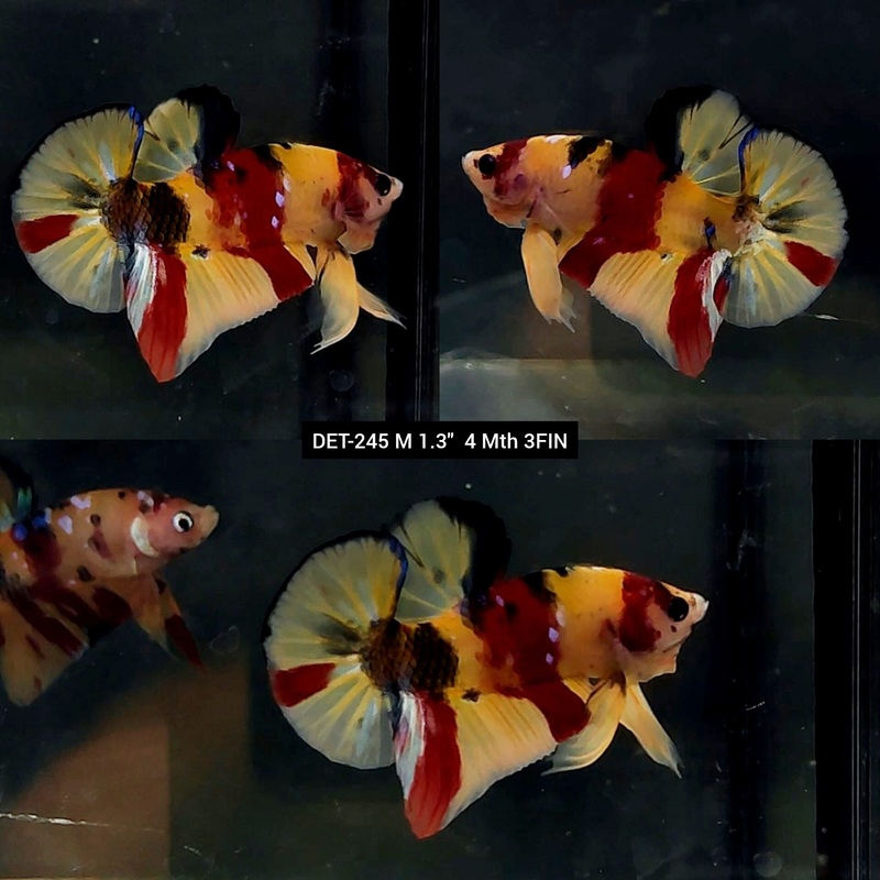 Live Male Betta Classic Nemo Koi Plakat (DET-245) S053 High quality what you see what you get!!
