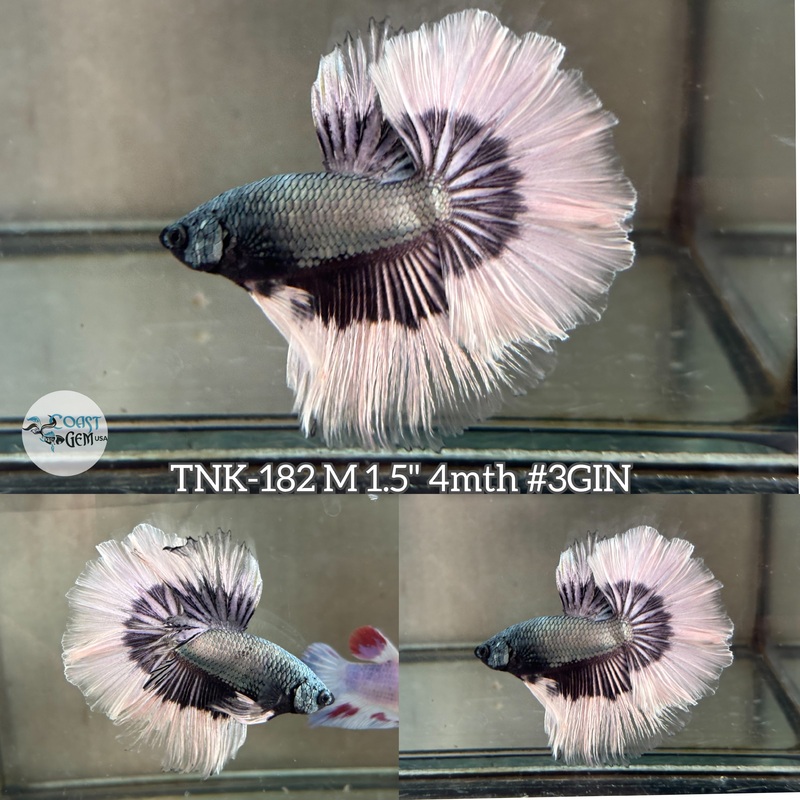 Live Male Betta Copper Butterfly Halfmoon (TNK-182) High quality what you see what you get!!