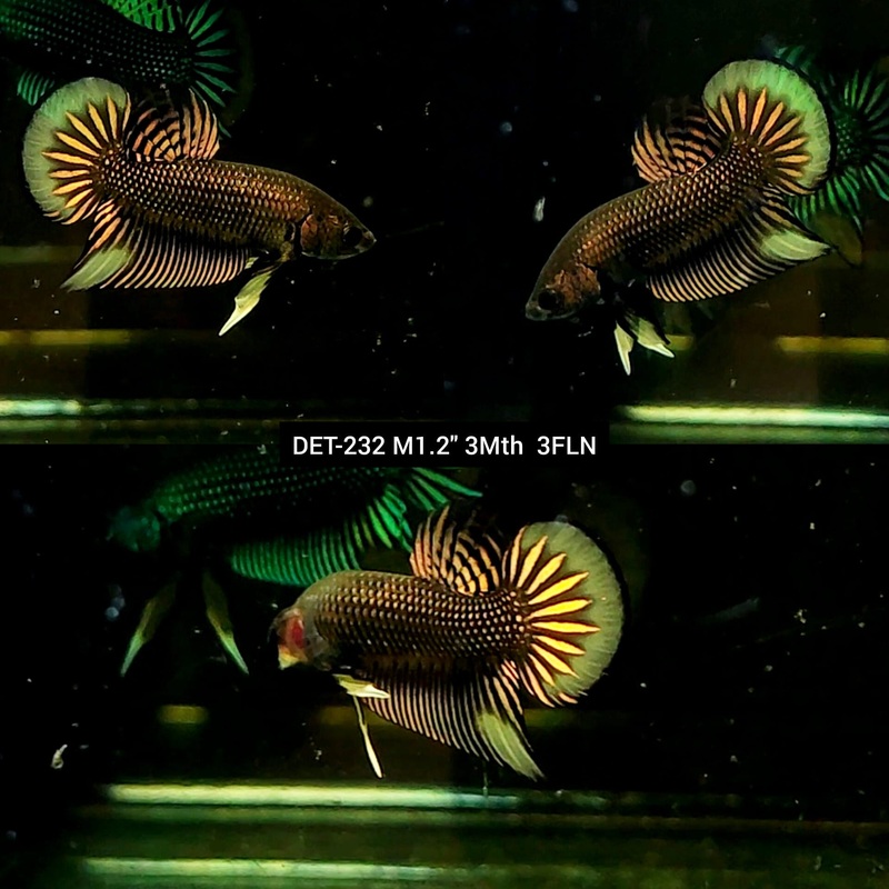 Live Male Betta Copper-Yellow Imbellis Wild Plakat S203 (DET-232) High quality what you see what you get!!