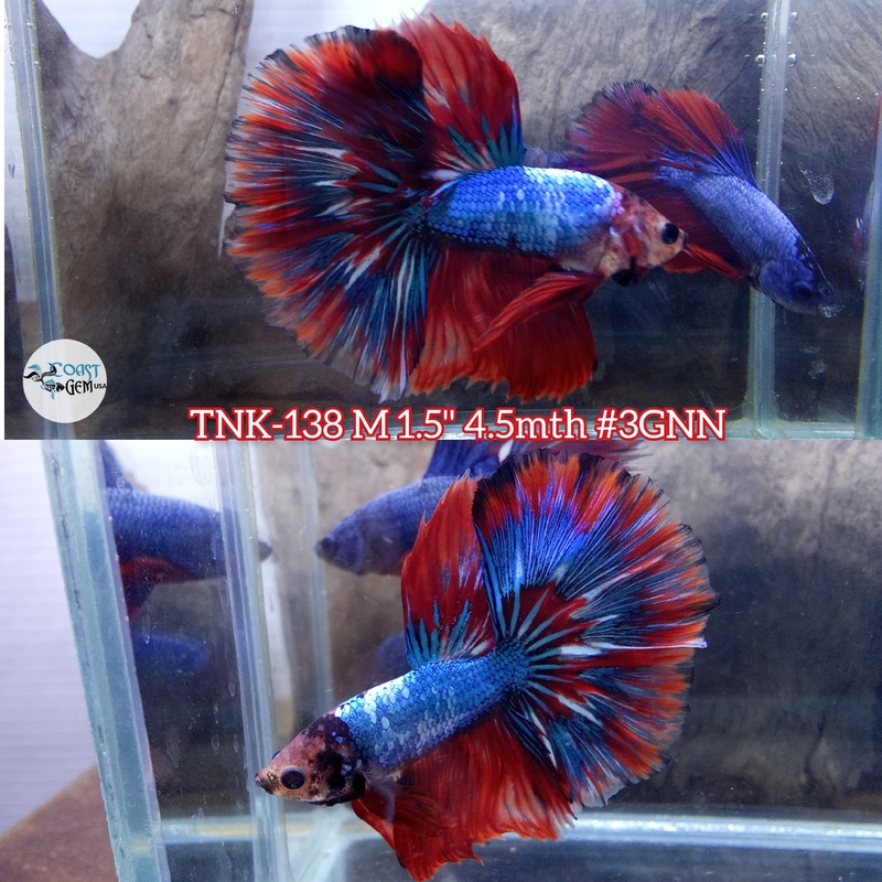 Live Male Betta Fancy Blue Red marble Over Halfmoon S361 (TNK-138) High quality what you see what you get!