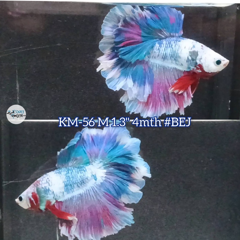 Live Male Betta Fancy marble Halfmoon Rosetail (KM-56) High quality what you see what you get!!