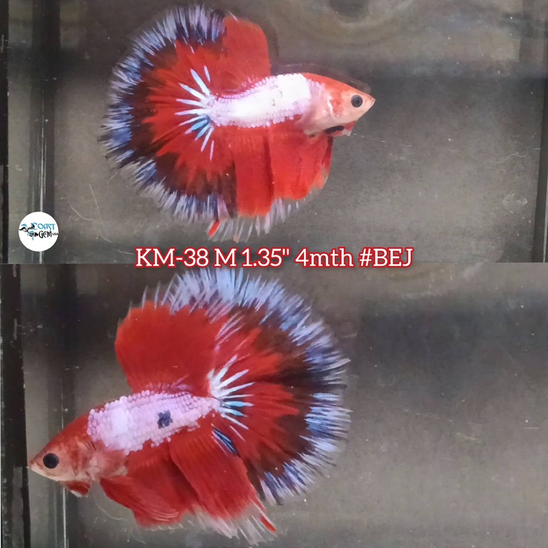 Live Male Betta Fancy Red Koi Halfmoon (KM-38) S212  High Quality what you see what you get!!