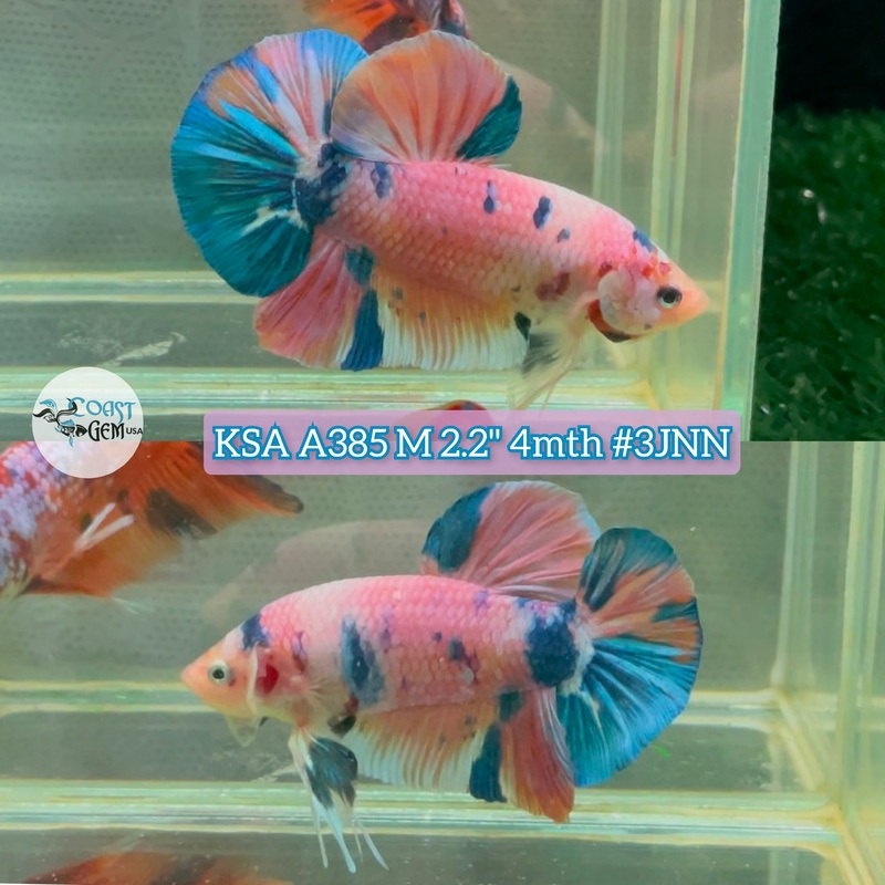 Live Male Betta Fancy sweet marble Giants Plakat (KSA-A385) High quality what you see what you get!!