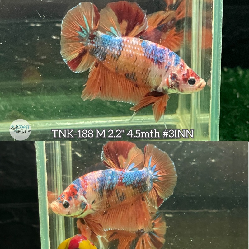 Live Male Betta Giants Nemo Metallic Plakat (TNK-188)S195 High quality what you see what you get!!