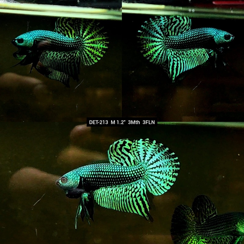 Live Male Betta Green Alien Hybrid Wild Plakat (DET-213) High quality what you see what you get!!