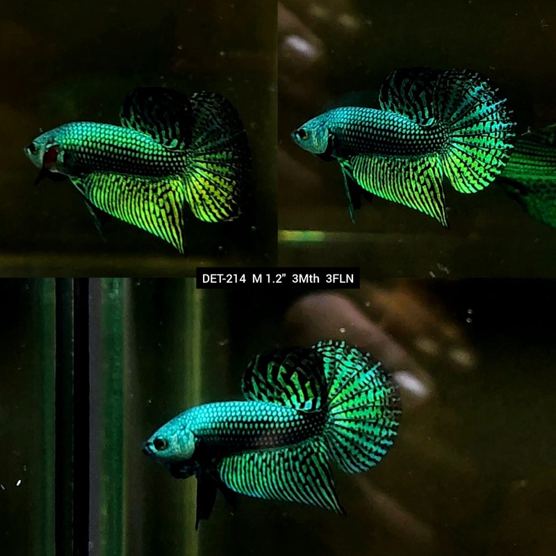 Live Male Betta Green Alien Hybrid Wild Plakat (DET-214)  High quality what you see what you get!!